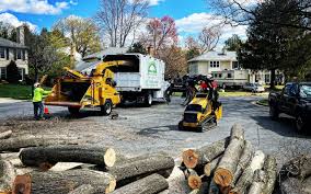 Professional Tree Care in Sebring, OH