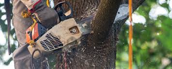 Best Tree Removal  in Sebring, OH