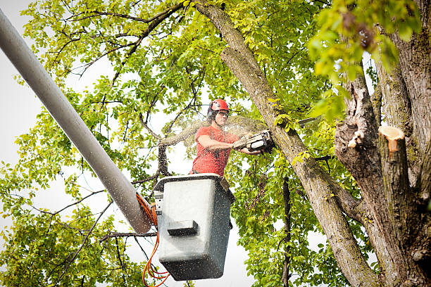 Best Tree Removal  in Sebring, OH