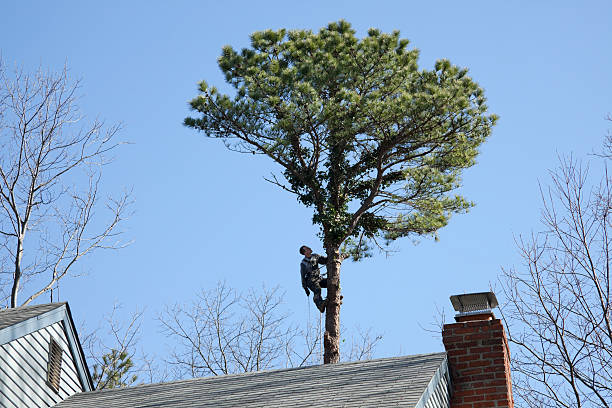 How Our Tree Care Process Works  in  Sebring, OH