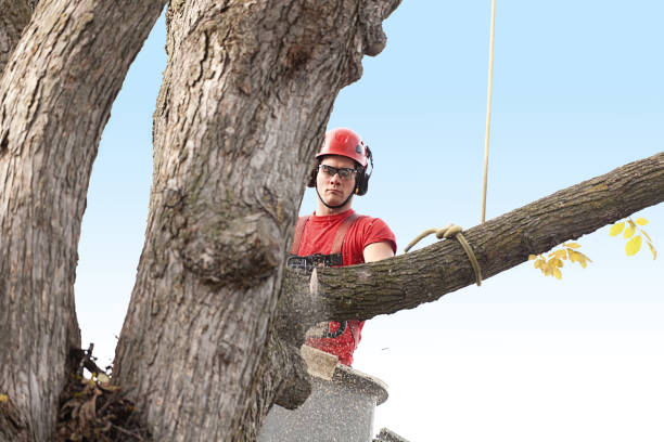 Tree and Shrub Care in Sebring, OH